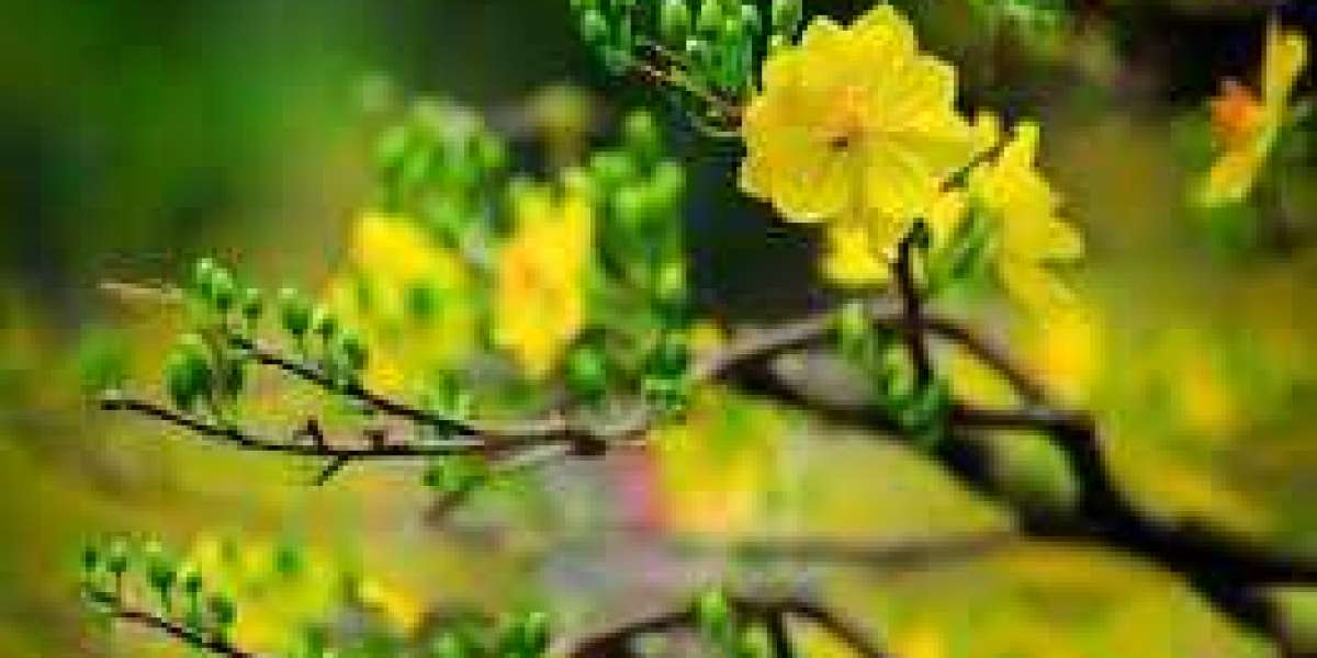 Nông dân miền Tây chia sẻ bí quyết chăm sóc mai vàng để hoa nở đẹp vào dịp Tết